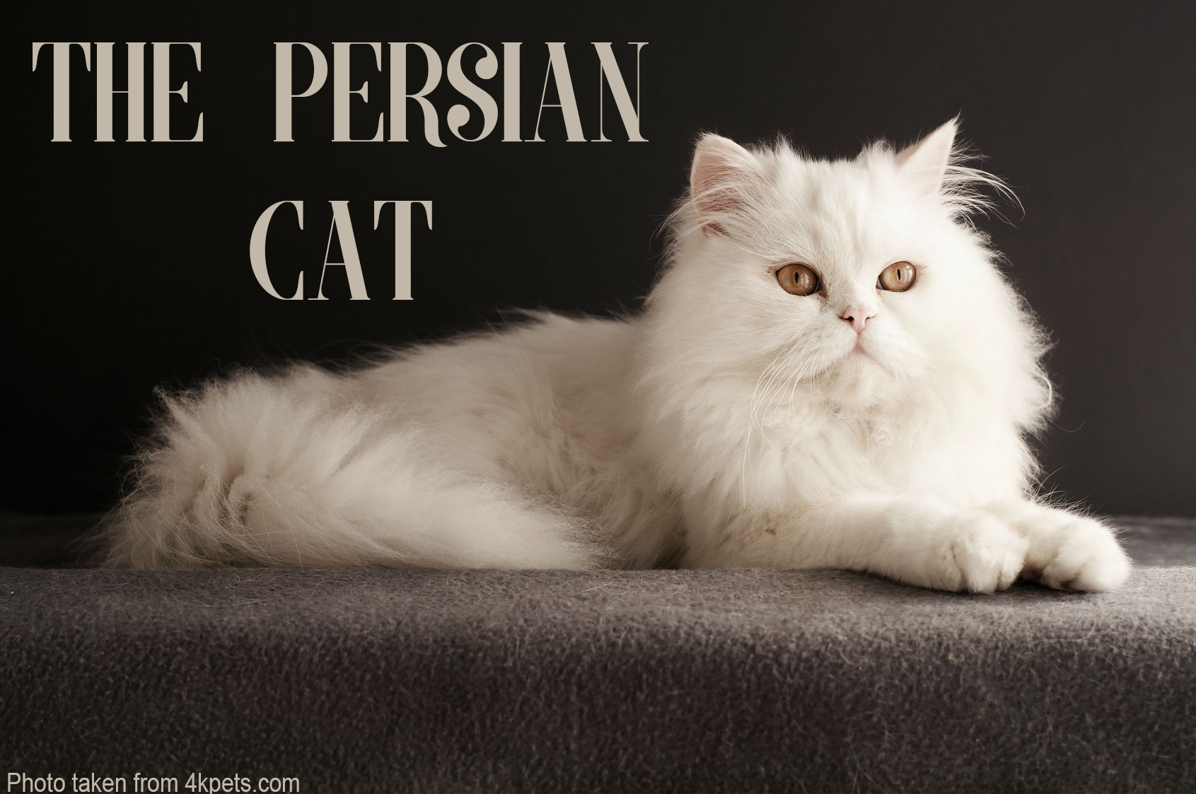 چند نکته جالب در مورد گربه پرشین یا گربه ایرانی